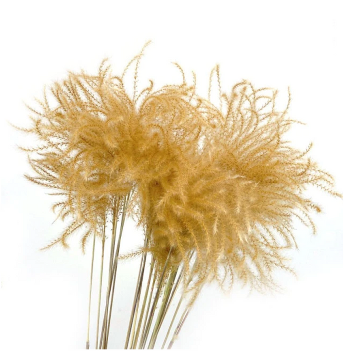 Pampas grass