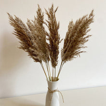 Load image into Gallery viewer, Pampas grass
