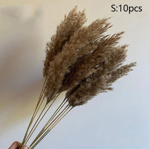 Pampas grass