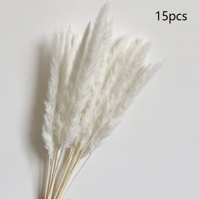 Pampas grass